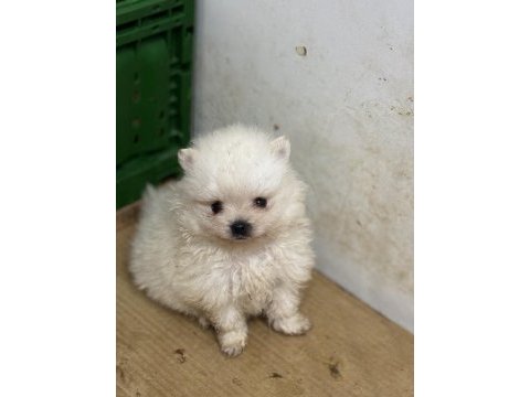 Pomeranian boo yavrularımız teslime hazır