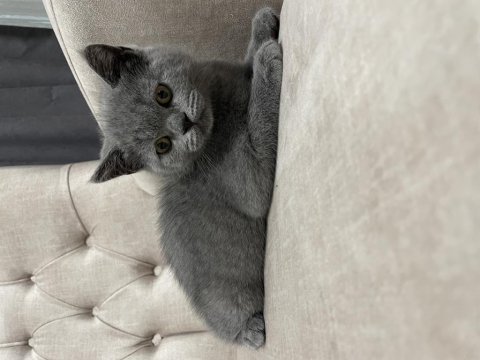 2 aylık safkan british blue renk erkek