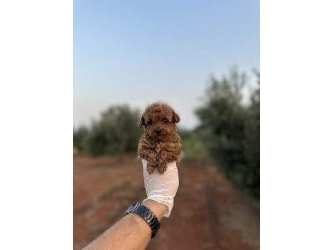 Renk renk çeşit çeşit toy poodle yavrularımız 