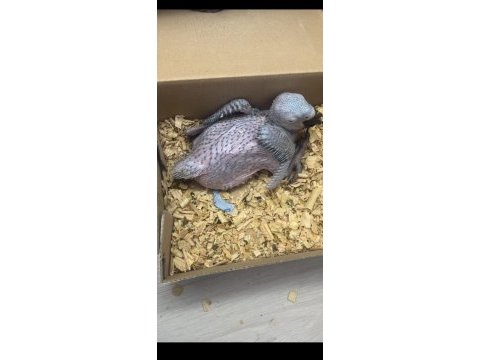 Sarı lacivert bebek macaw
