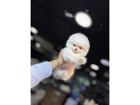 Pomeranian üretim çiftiğinden