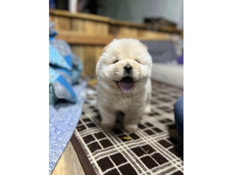 Chow chow (çin aslanı) yavruları