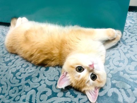 British golden shorthair ny12 kızım