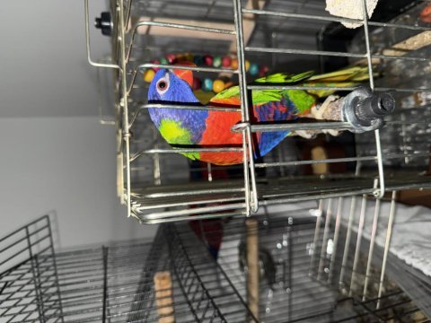 Taklitçi mükemmel lori papağanı