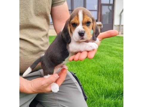 Harika beagle bebekler