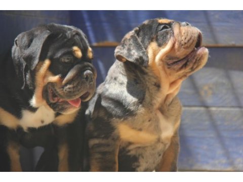 Renkli bulldog çocuklar
