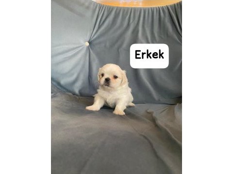 İmperial pekinez 3 dişi 2 erkek