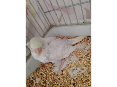 Yavru muhabbet kuşları
