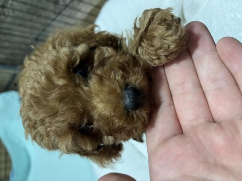 2 aylık dişi toy poodle
