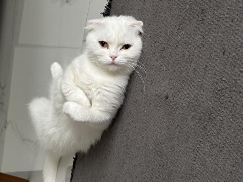 Dişi 1,5 yaşında bakımlı aşıları tam scottish fold