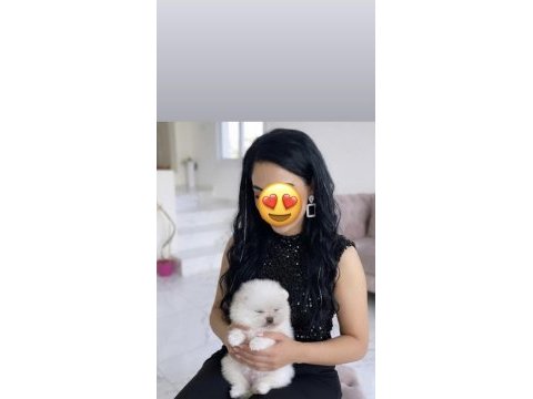 Teddy bear pomeranian boo yavrularım