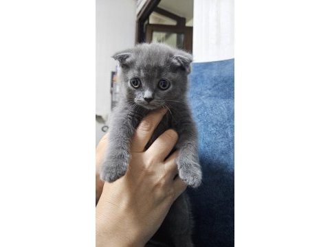 Sahibinden scottish fold