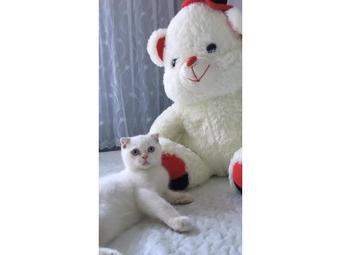 Safkan scottish fold beyaz