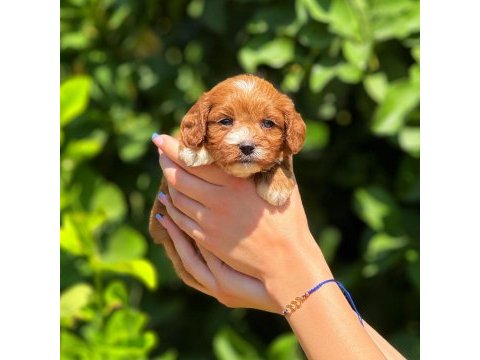 Teslime hazır maltipoo cinsi köpekler