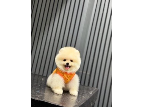 Sağlık ve ırk garantili pomeranian