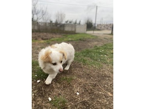 Sahiplendirilecek köpeğimiz