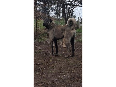 Sivasın dev kangal köpekleri
