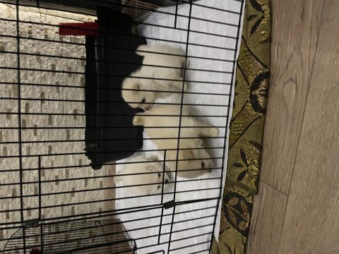 Pomeranian boo yavrular
