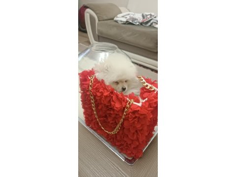66 günlük pomeranian köpeği