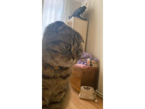 Bir yaşına yeni girmiş scottish fold kızımıza eş arıyoruz