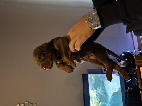 Safkan kızıl doberman yavruları