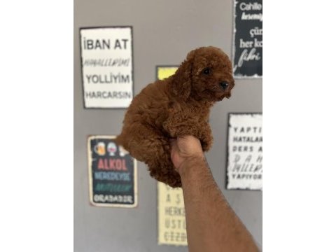 Toy poodle yavrularımız rezerve açık