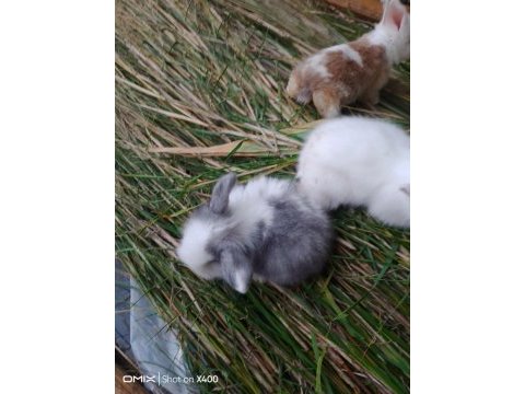 Yavru hollanda lop tavşanlarım
