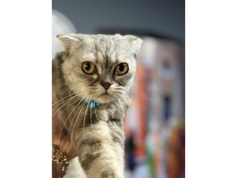 Scottish fold güzeller güzeli frape