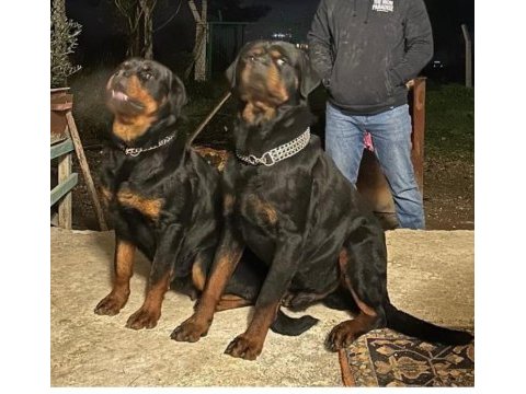 A kalite rottweiler bebeklerimiz daha iyisi olana kadar