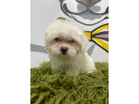 Maltese yavrular