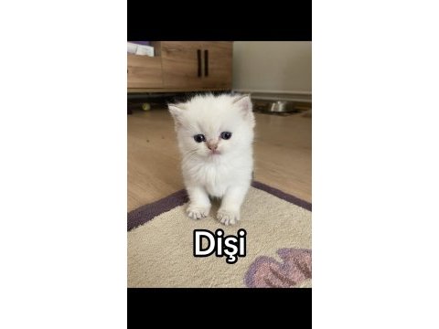 Dünyalar güzeli british shorthair yavrular