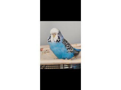 Jumbo takım muhabbet kuşu