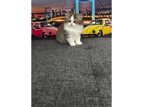 Cinnemon bi color british longhair yavrumuz