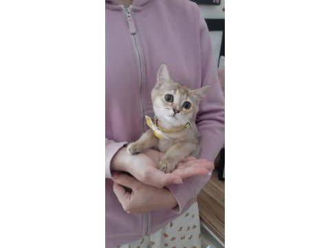 Golden british shorthair kedisi
