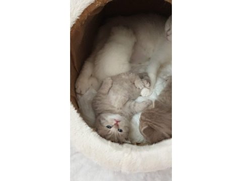 Sevimli ve oyuncu scottish fold