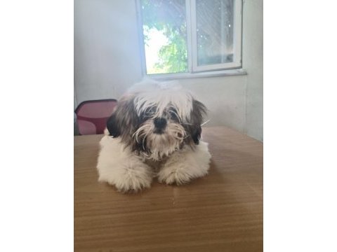 Dişi köpek çok şirin shih tzu