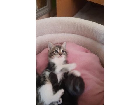Son british shorthair yavrumuz