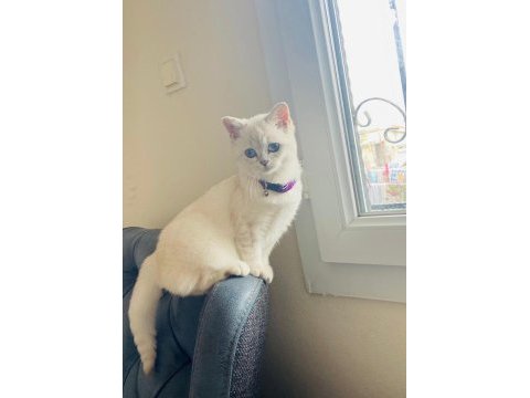 Mavi gözlü british shorthair kızımız