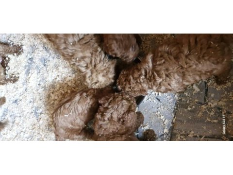 Toy poodle