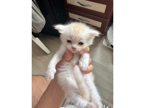 Yeni yuvasını sabırsızlık ile bekliyor kedilerimiz