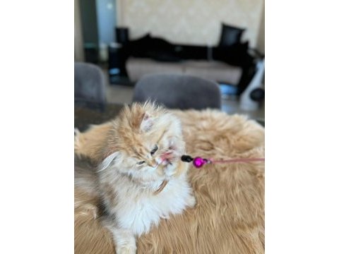 British longhair golden