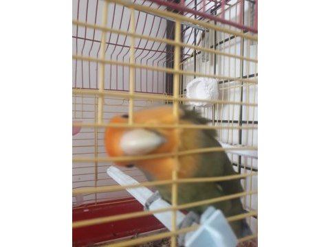 1.5 yaş sevda papağanı erkek