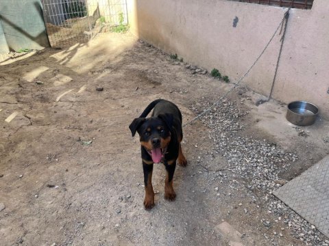 Safkan rottweiler erkek