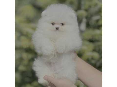Orjinal pomeranian boo güzelliği