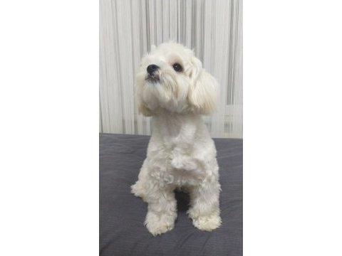Sahiplendirme 8 aylık köpeğimiz