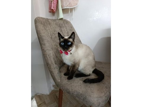 Anne ve yavrusu siyam kedisi sahiplendirmek istiyorum
