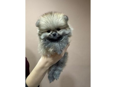 Show kalite tea cup teddy pomeranian boo yavrular