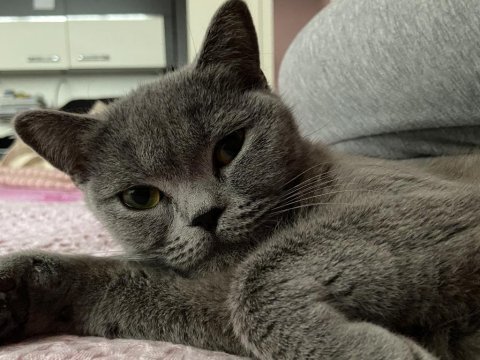 British shorthair kedimiz istanbul