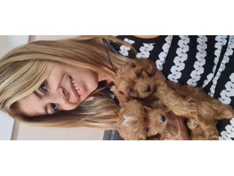 Maltipoo yavrumuz