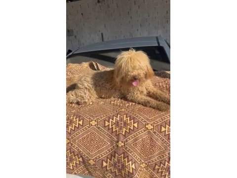 Koyu apricot dişi poodle 15 aylık